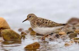 Birds That Lay Eggs On The Ground Uk Temminck S Stint Calidris Temminckii Is A Small Wader This Stint S Breeding Habitat Is Bogs And Marshes In The Taiga Of Arc Rare Birds Birds Beautiful Birds