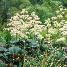 Image result for Rungia paxiana