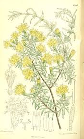 Image result for Pteronia acuminata