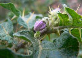 Image result for Solanum linneanum