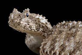 Spider Tailed Viper Google Search Lizard Nonfiction Books Viper