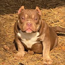 8 week old FEMALE TRI MICRO BULLY PUP FOR SALE 🤩🤑 comes with all  necessary starter vaccines and dewormings- as well as ear cropping IF  preferred. Paperwork included. FIRM PRICE: 5K plus