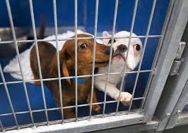 < image 1 of 6 >. Animal Rescue Group Thrust Into Limelight Of Arson Puppies Case Las Vegas Sun Newspaper
