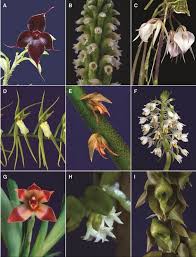 Image result for Habenaria tenuispica