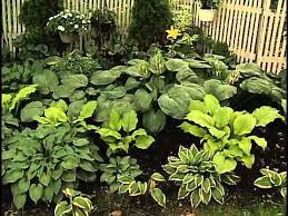 To create larger beds, double or triple the number of. Hosta Layouts Youtube