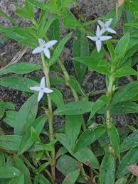 Image result for Diodia flavescens