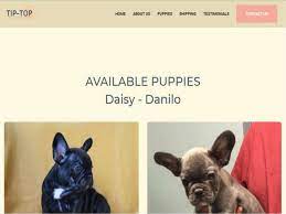 Pocket french bulldog for sale loves to play and relax. Teacup French Bulldog Puppies For Sale