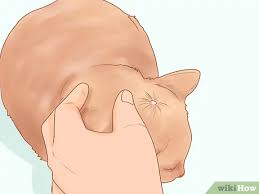 Skin tag remover,skin tags removal. How To Recognize Skin Cancer In Cats 15 Steps With Pictures