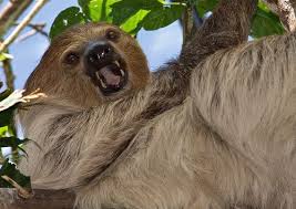 Angry Sloth Is Angry Sloth