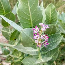 Image result for Calotropis gigantea