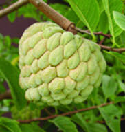 Image result for Annona