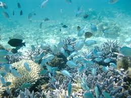 Image result for 沖縄の海