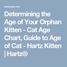 determining the age of your orphan kitten cats cats