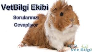 Ginepig Genital Bolgeden Kan Gelmesi Vetbilgi