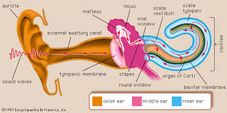 human ear the physiology of hearing britannica