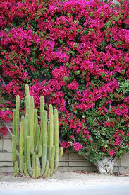 The only exceptions are after a hard winter freeze. Blooms In Palm Springs Plants Palm Desert Bougainvillea