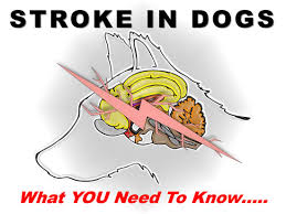 Stroke In Dogs What You Need To Know Pet Cpd