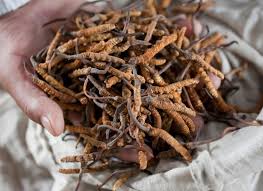 Avail best prices on 5 lakh+ top quality products. Two Indians Arrested For Carrying Himalayan Herb Yarsagumba