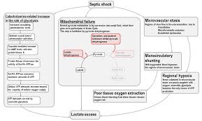 Lactic Acidosis In Sepsis And Septic Shock Deranged Physiology