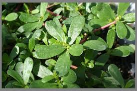 Résultat de recherche d'images pour "beldroega"