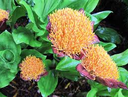 Image result for Scadoxus puniceus