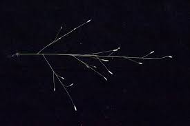 Image result for Eragrostis aspera