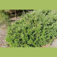 Image result for Rhagodia