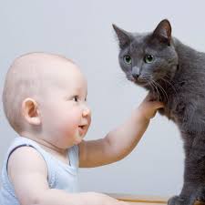 Progressivement, il est possible de l'y aider avec des mots et des gestes ! Le Chat Et L Arrivee D Un Bebe Wanimoveto