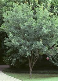 18 small trees that will add tons of color to your landscape. Short Trees For Small Spaces Neil Sperry S Gardens