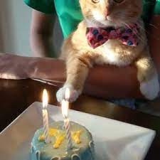 For example, cats are carnivores and are unable to taste sweets, so a kitty cake will bypass the fruit and peanut butter and focus on every feline's favorite: Bakery For Cats Near Me Online