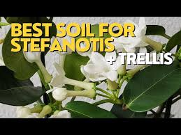 Image result for Stephanotis