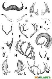 Types Of Antlers And Horns Google Search Paper Mache Antler Art Antlers Art Plan