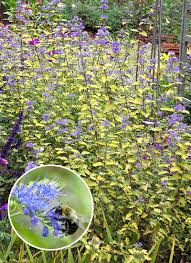 Some of the bushes produce. Deer Resistant Shrubs Garden Gate