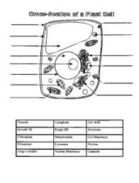 The function of all these organelles is said to be very much similar. Animal And Plant Cell Organelles Quiz And Key Tpt
