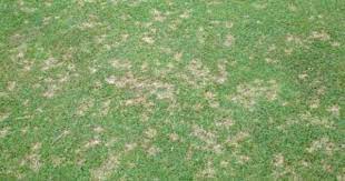Dollar Spot Is A Serious Disease Of Creeping Bentgrass Kentucky Bluegrass Fine Leaved Fescue Ryegrass Zoysia And Bermudagrass Lawn Turf Bermuda Grass Lawn