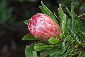 Image result for Protea enervis