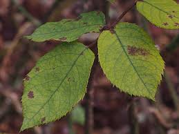 Image result for peronospora grapevine