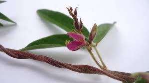 Image result for Galactia striata