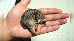 Smallest Cat in the world (Domestic Cat Breeds)