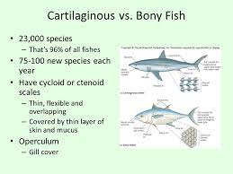 Blood enters the atrium after circulating through the fish, leaving it poorly oxygenated. Bony Fishes Comparing And Contrasting Ppt Video Online Download
