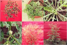 Image result for Parthenium