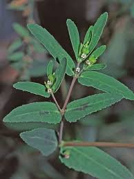 Image result for Euphorbia hyssopifolia