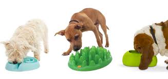 The best food bowl for cats. The Best Dog Bowls For Fast Eaters Messy Eaters And More Modern Dog Magazine