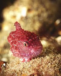 Image result for Inner Ear Decompression Sickness