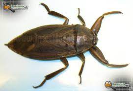 Water scorpions vary in shape within the family. Giant Water Bug Lethocerus Americanus