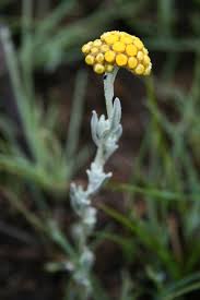 Image result for Helichrysum aureo-nitens