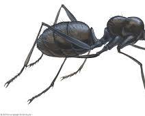 Image of Ant