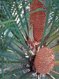 Image result for Cycas thouarsii