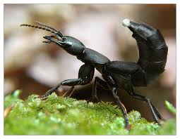 Um dieses bild herunterzuladen, erstellen sie ein konto. Schwarzer Moderkafer Ocypus Olens Foto Bild Tiere Wildlife Insekten Bilder Auf Fotocommunity
