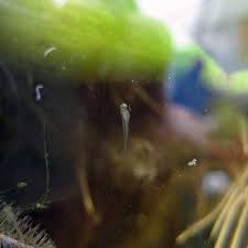 Check spelling or type a new query. Koi Spawning Behaviour Development Hydrosphere Water Gardens